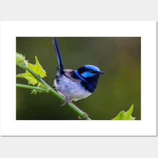 Australian Superb Fairy-Wren Posters and Art